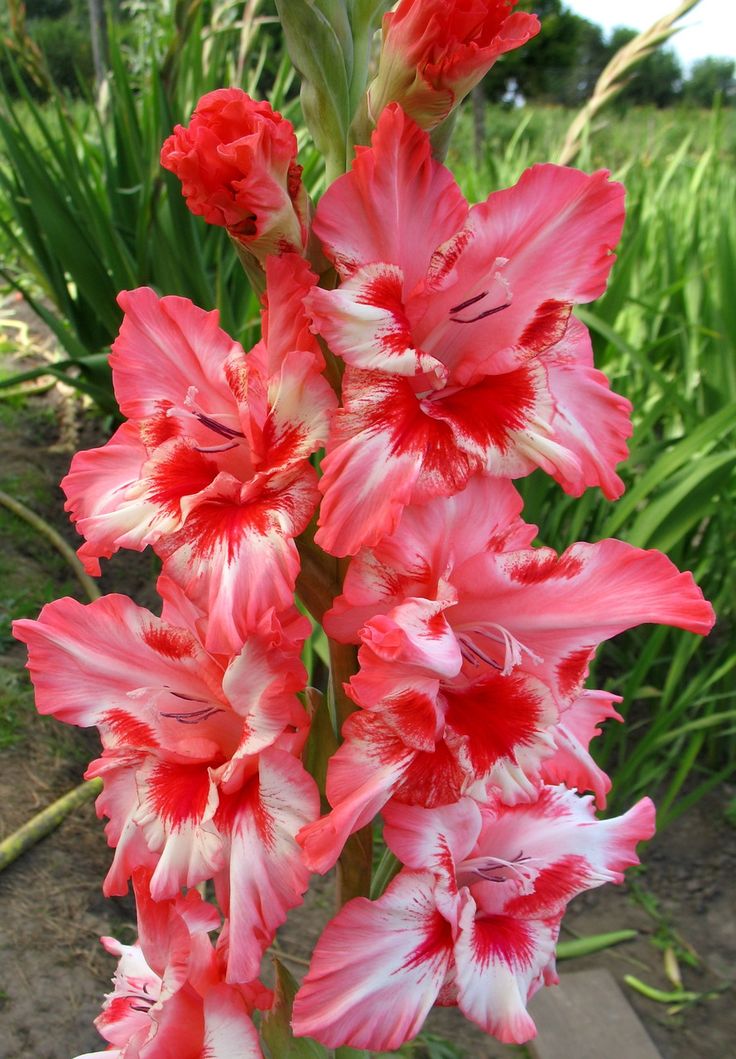 2ff8b4544ac2a95afe469203f86e8fb9--flowers-garden-pretty-flowers.jpg