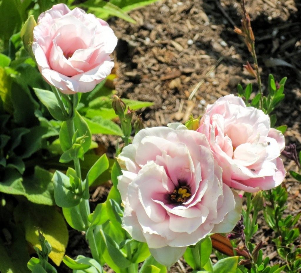 Eustoma_08.jpg