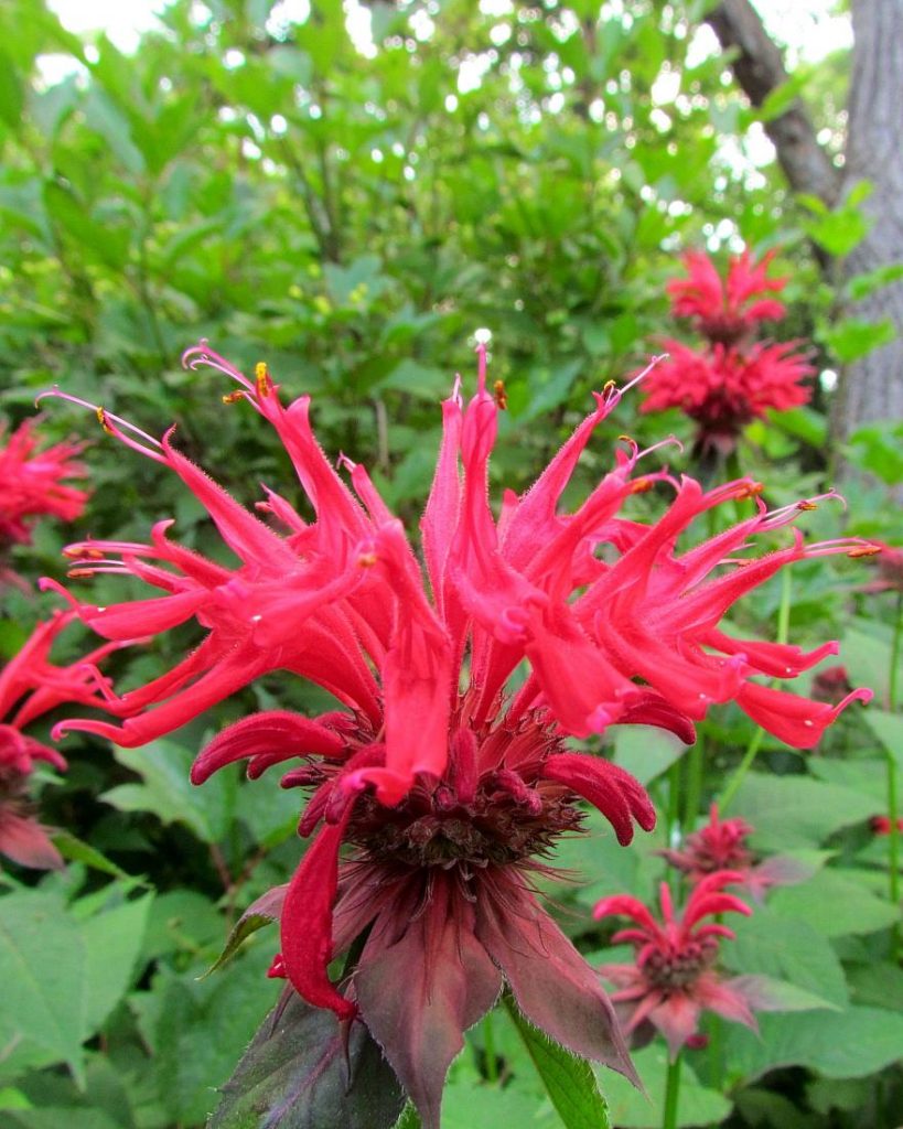 27893-monarda-gibridnaya-gadenvyu-skarlet.jpg