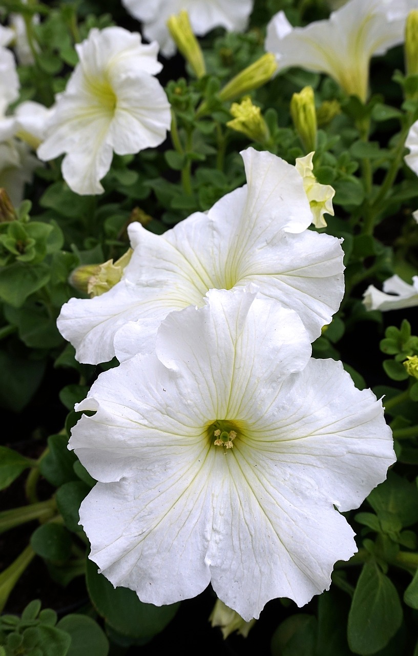 petunia-4191380_1280.jpg