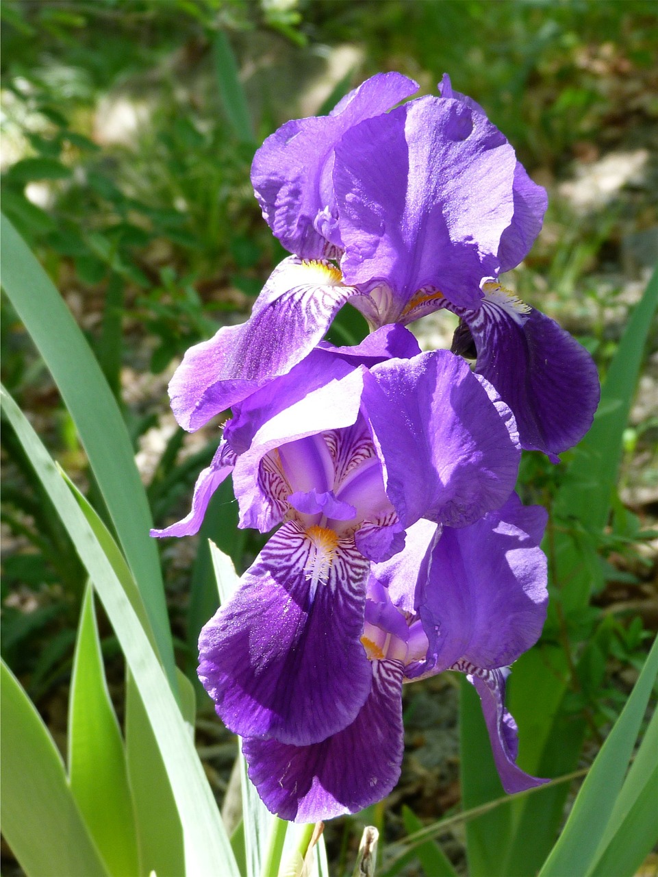 flower-269357_1280.jpg