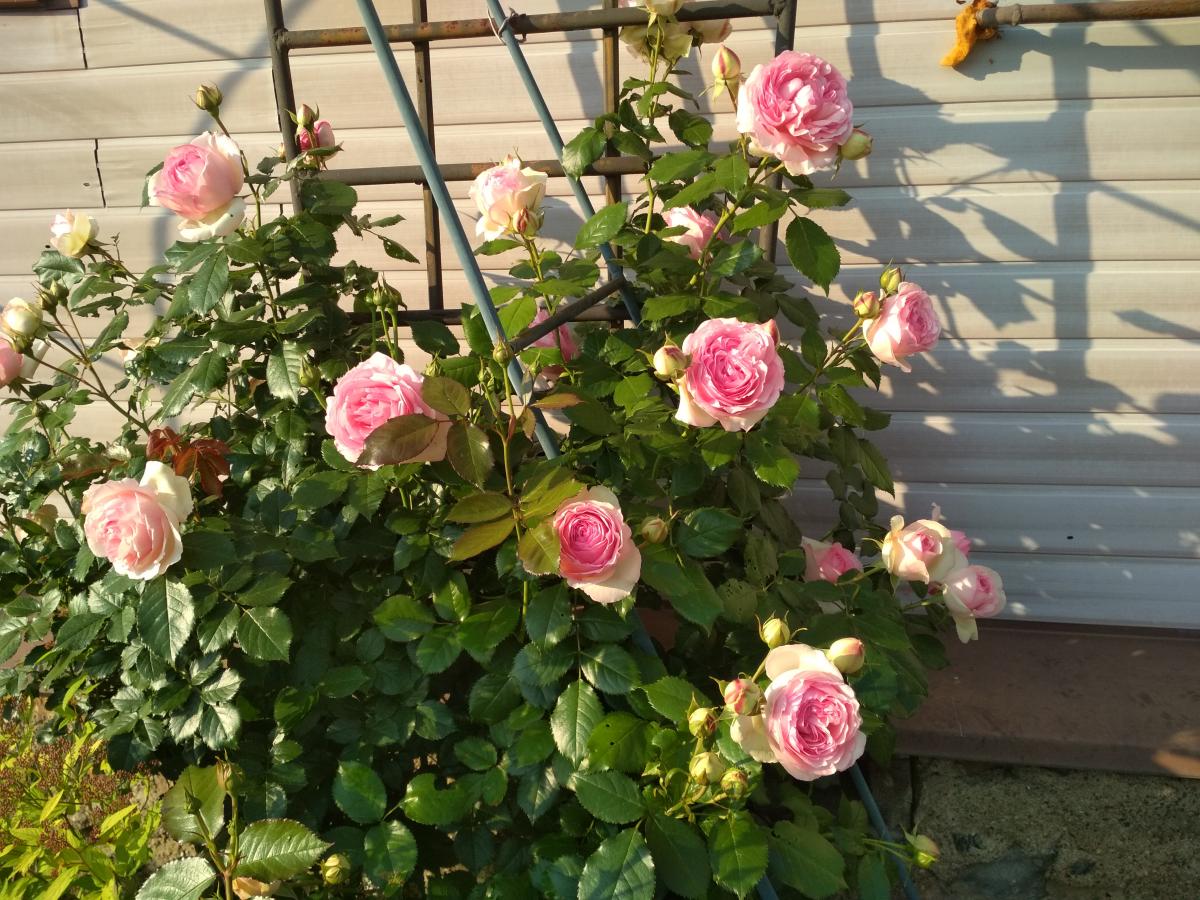 IMG_20220710_190631.jpg