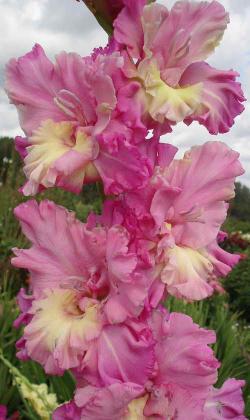 gladiolus_grad_kitej.jpg