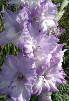 gladiolus_12 (1).jpg