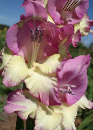 gladiolus_bambino.jpg