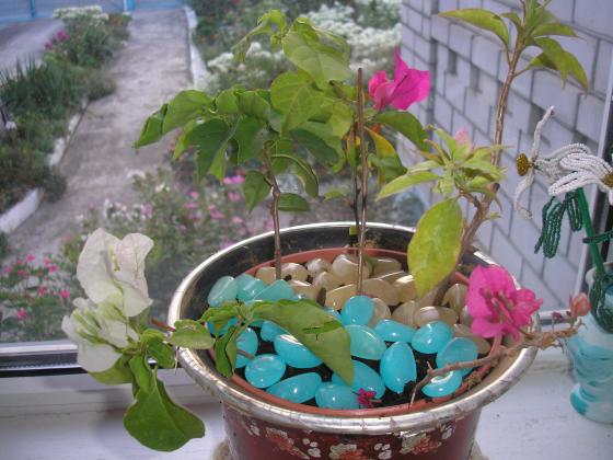 P1010001.JPG