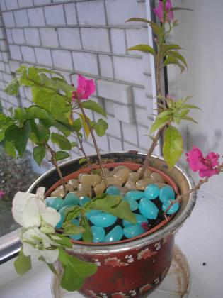 P1010002.JPG