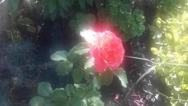 20140819_094218.jpg