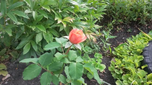 20140815_104832.jpg