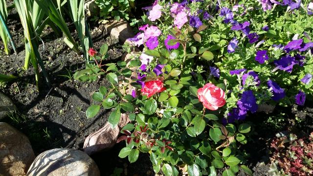20160811_092115.jpg