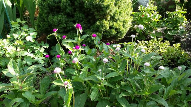 20160804_171957.jpg