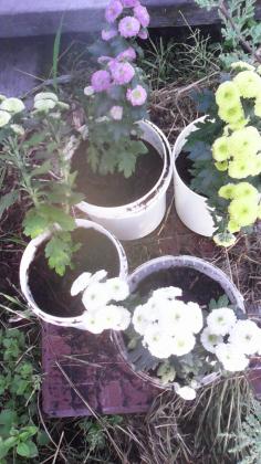 IMG_20160805_072337.jpg