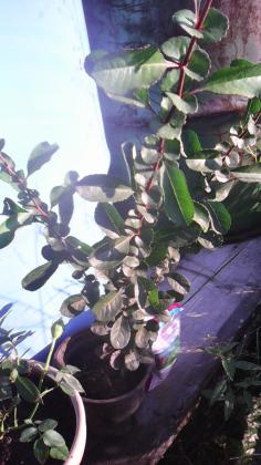 IMG_20160805_072352.jpg