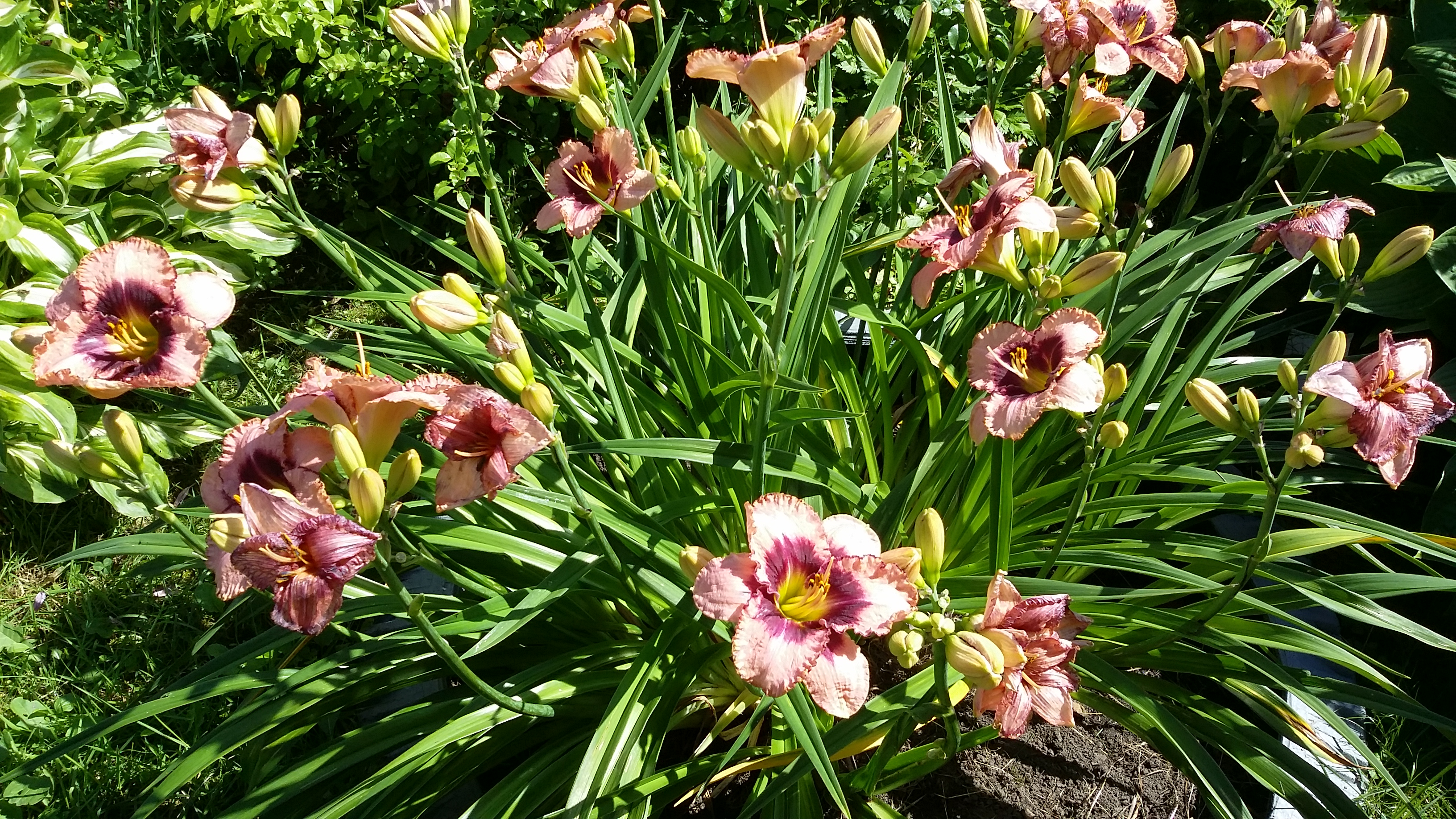 20170807_115028.jpg