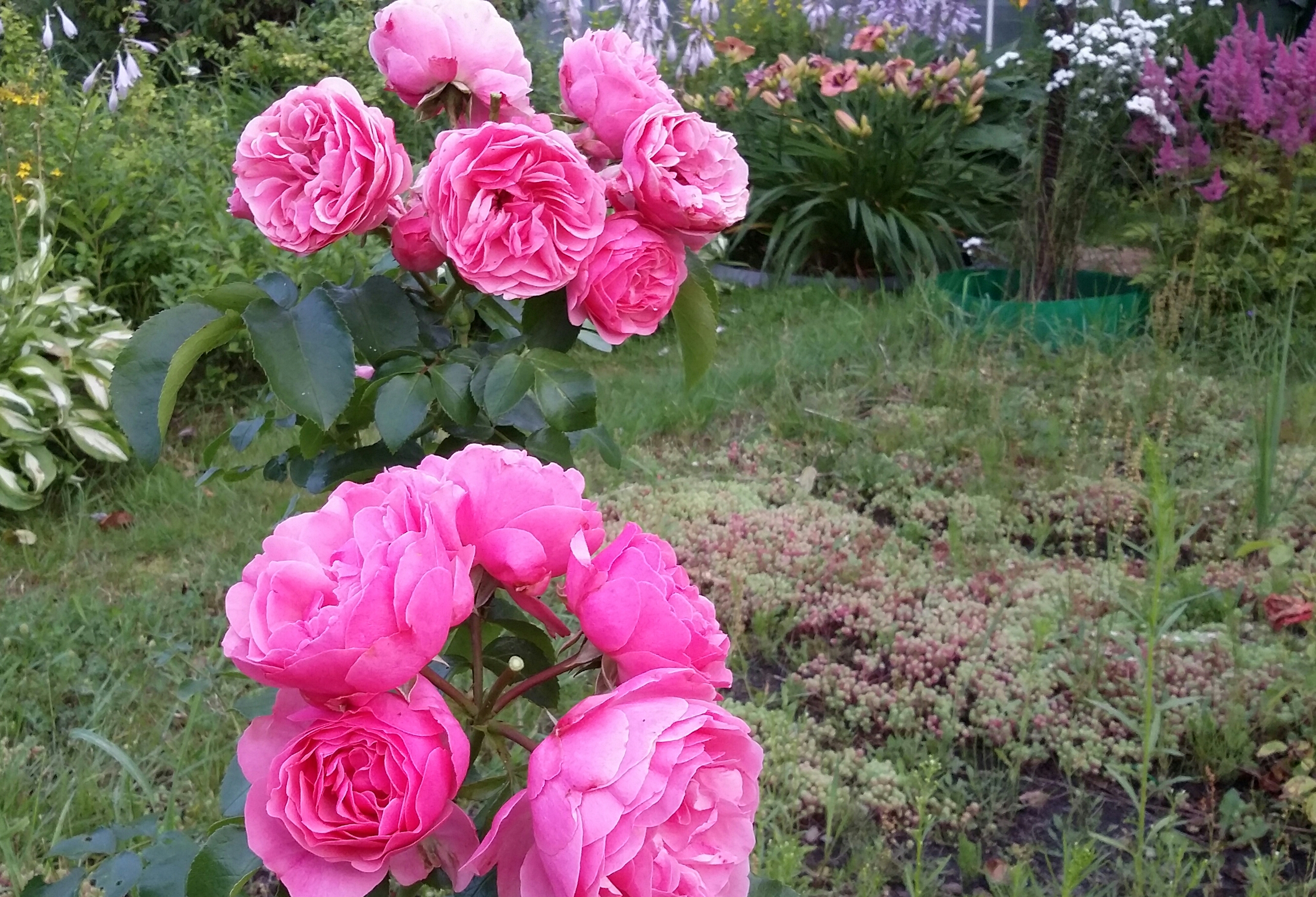 2017-08-07 01.15.29.jpg