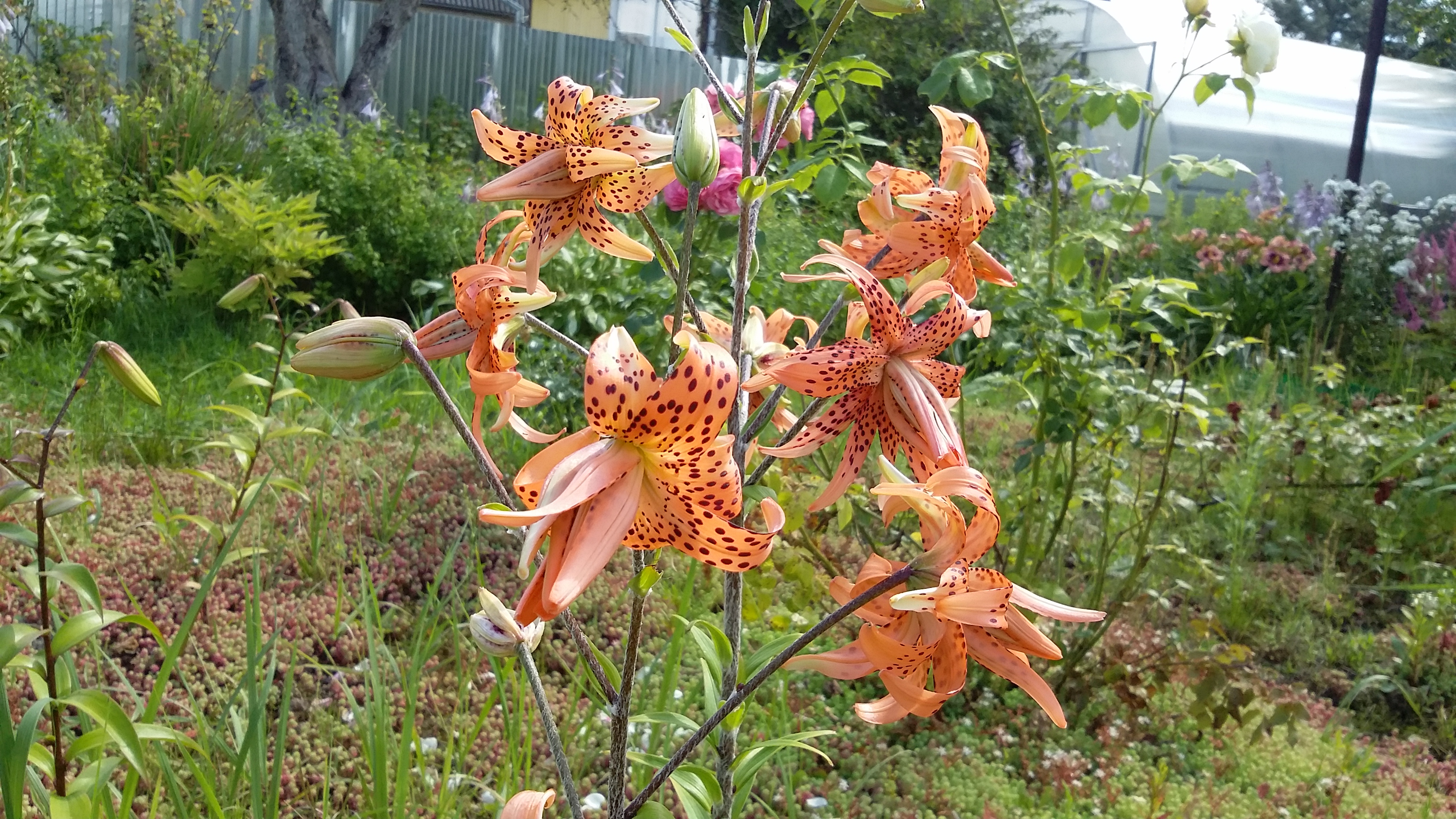 20170807_115818.jpg