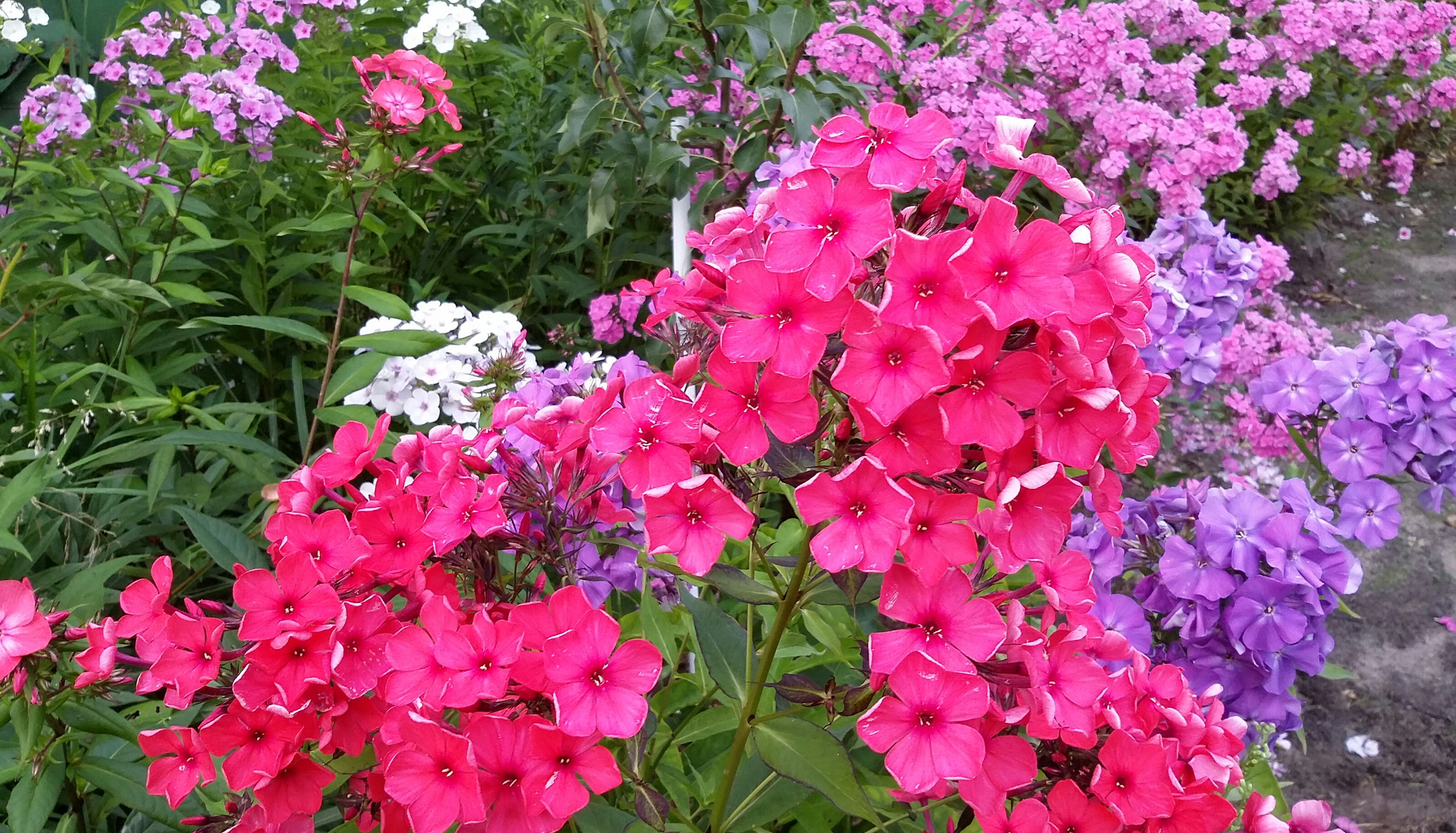 2017-08-07 01.03.21.jpg