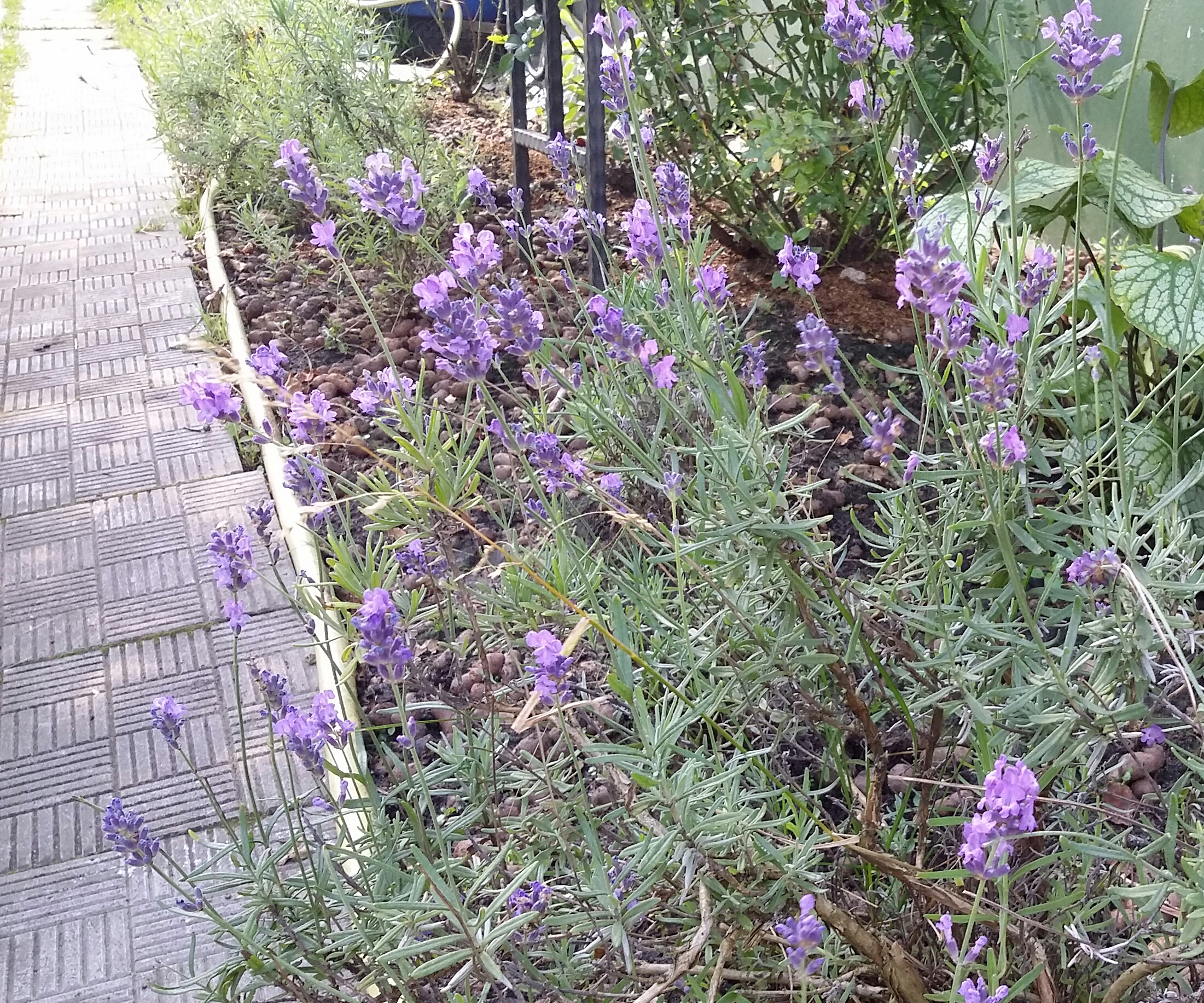 2017-08-07 12.22.32.jpg