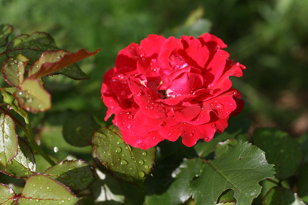 IMG_1344-роза.jpg
