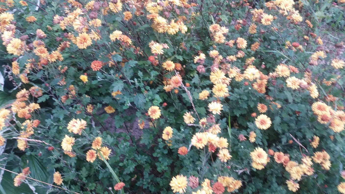20170818_194316.jpg