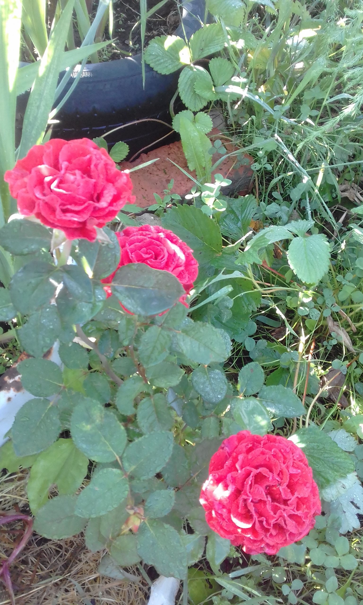 20170809_081459.jpg