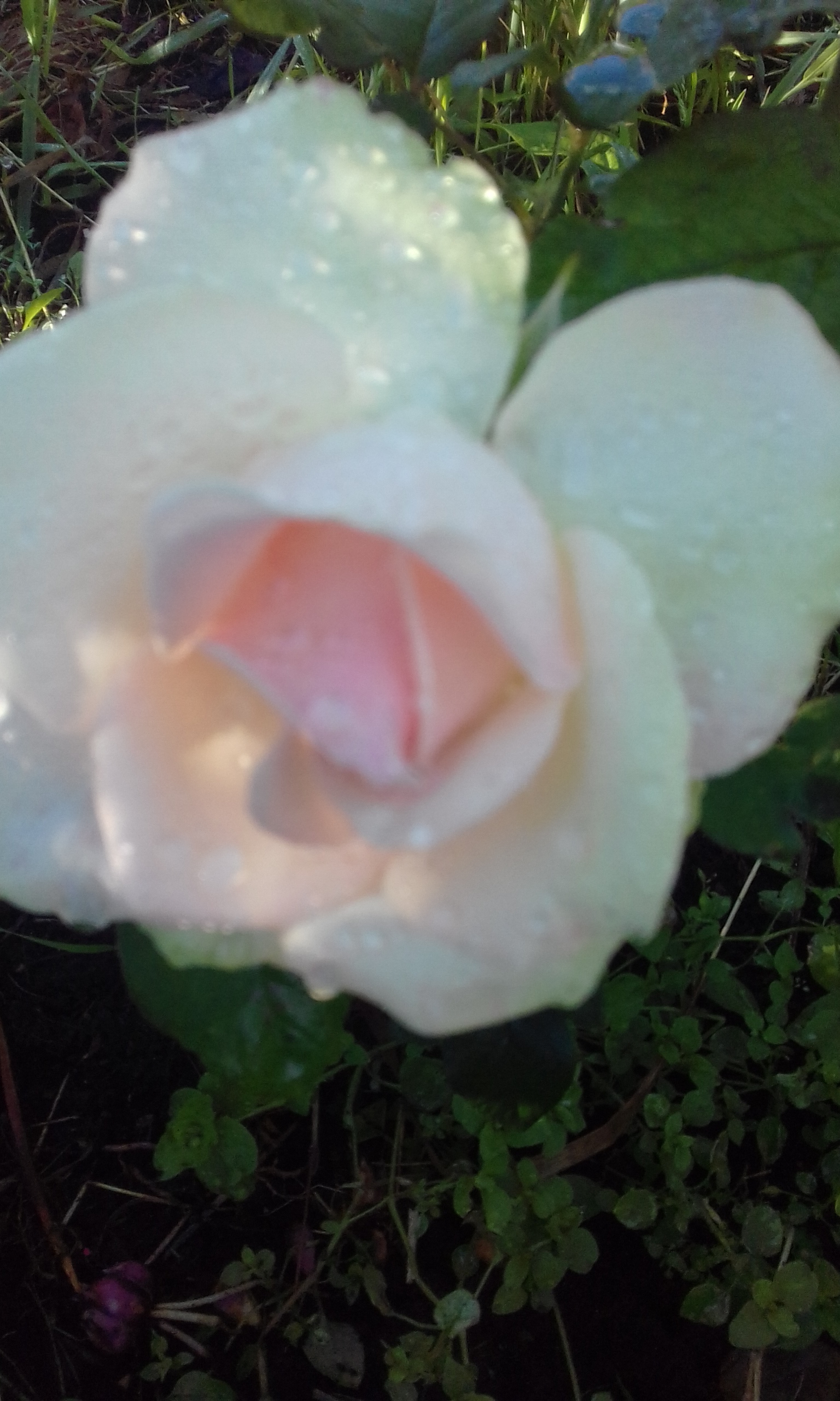 20170809_081352.jpg