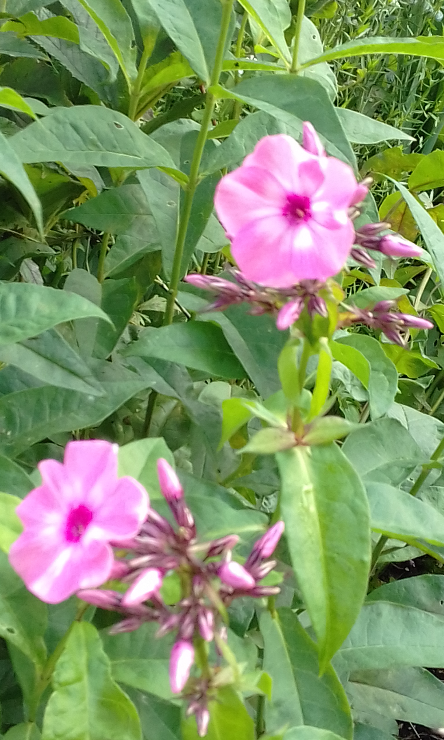 20170814_082300.jpg