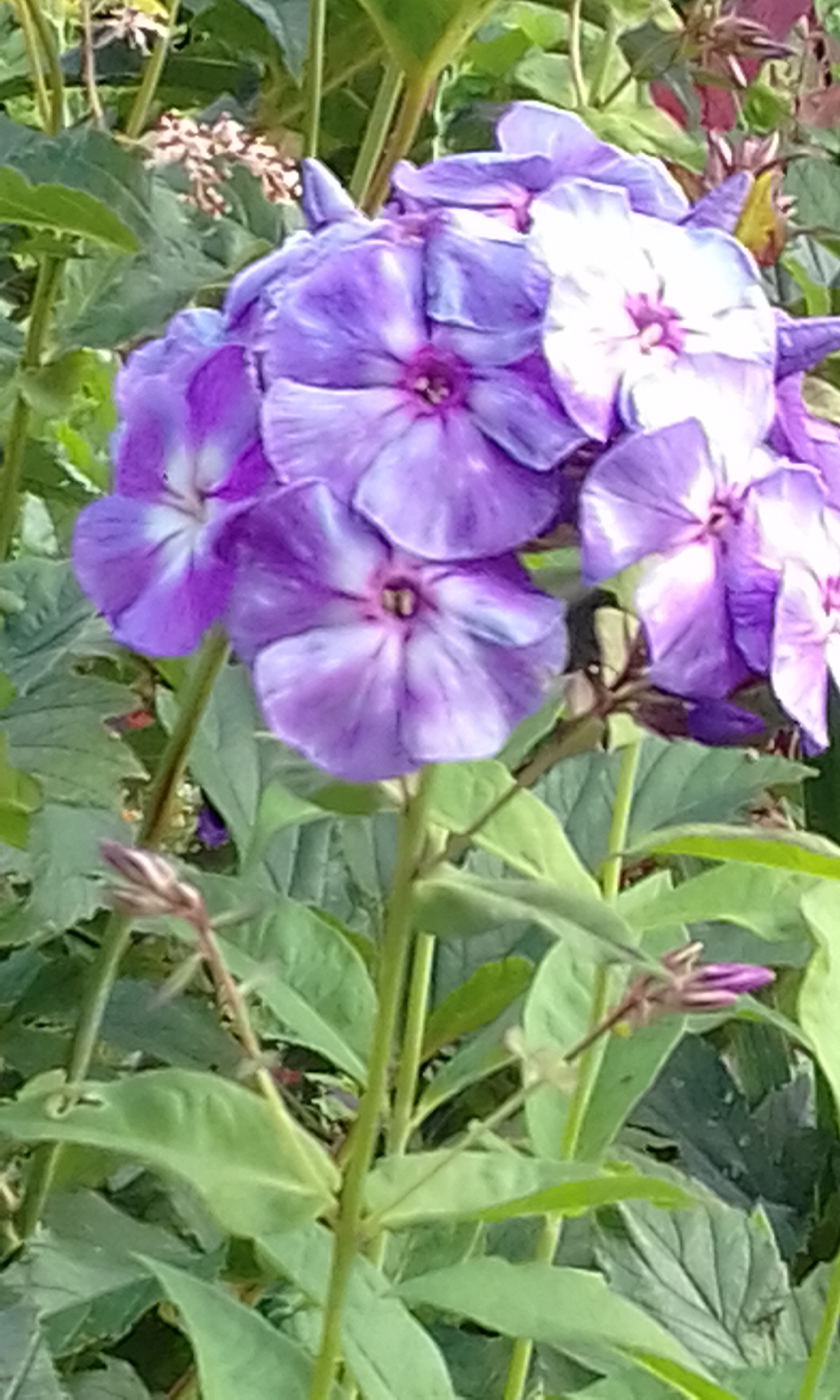 20170814_082233.jpg