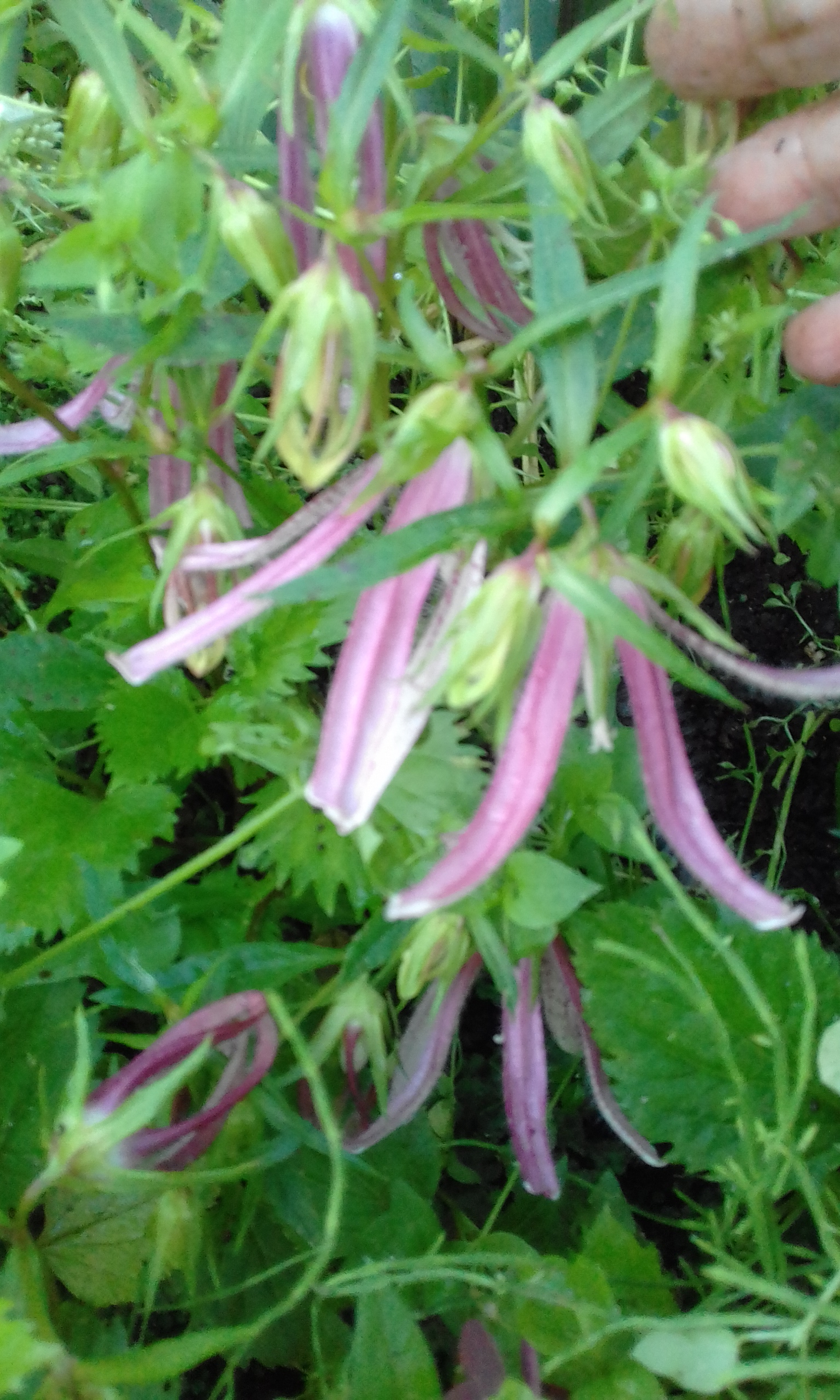 20170714_213210.jpg