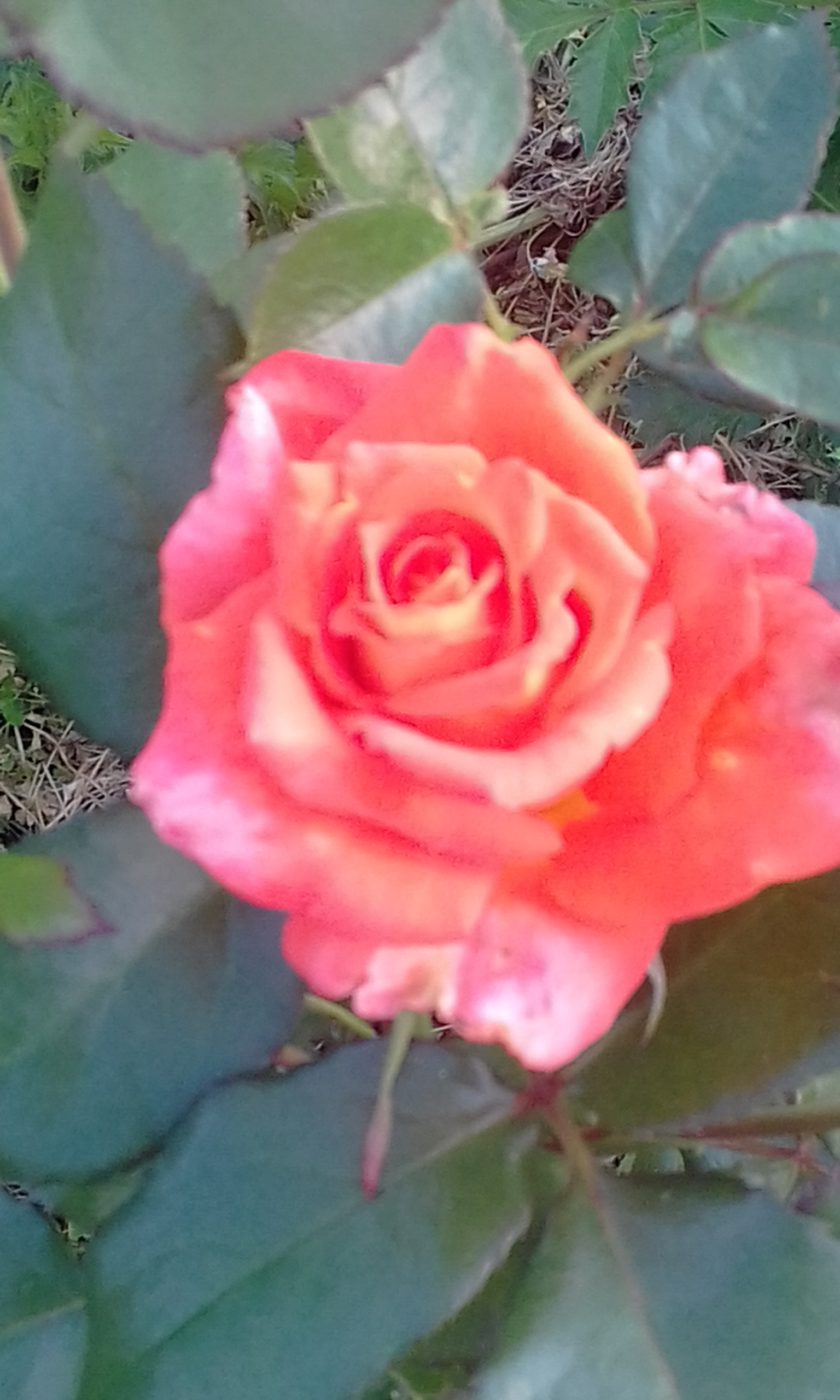 20170804_075537.jpg