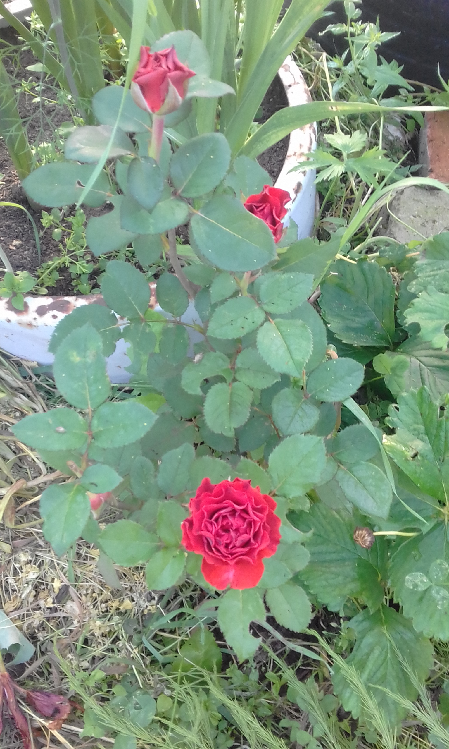 20170804_075544.jpg