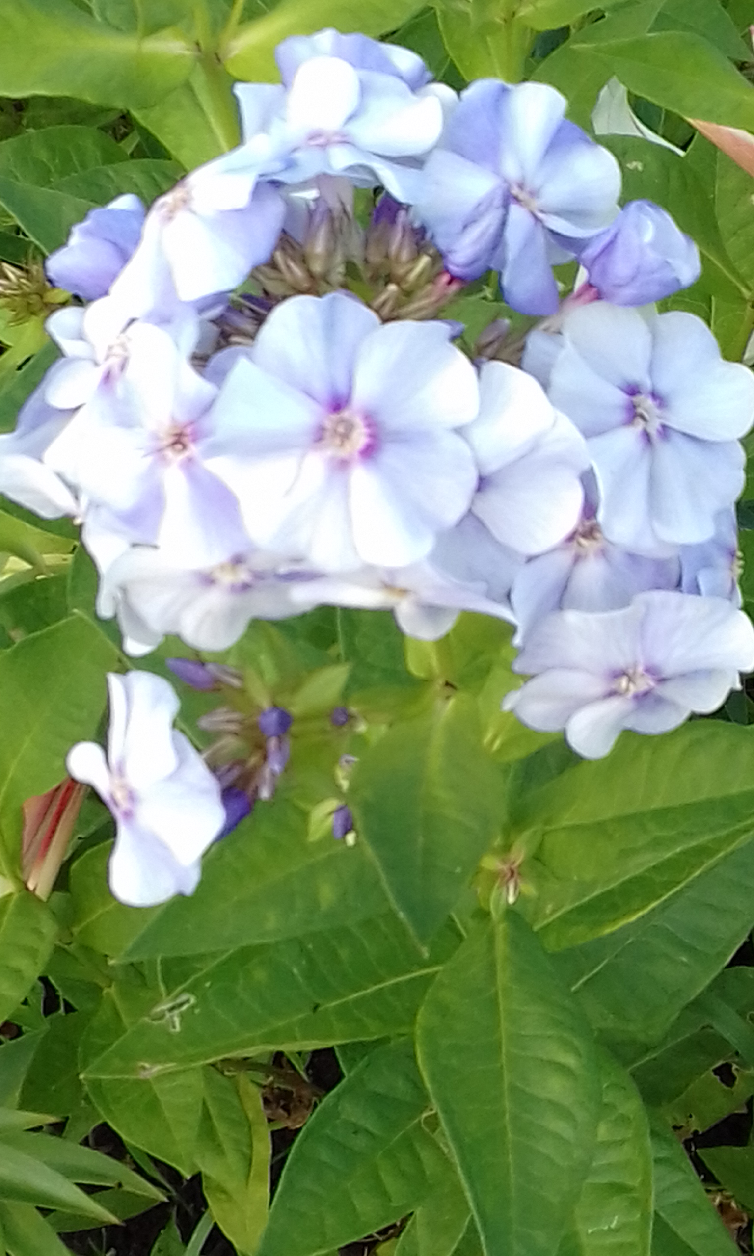 20170814_081918.jpg