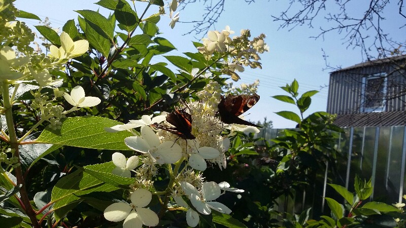 20180826_122501-800x450.jpg