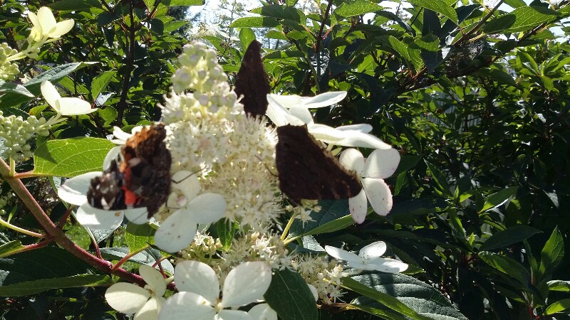 20180826_122535-800x450.jpg
