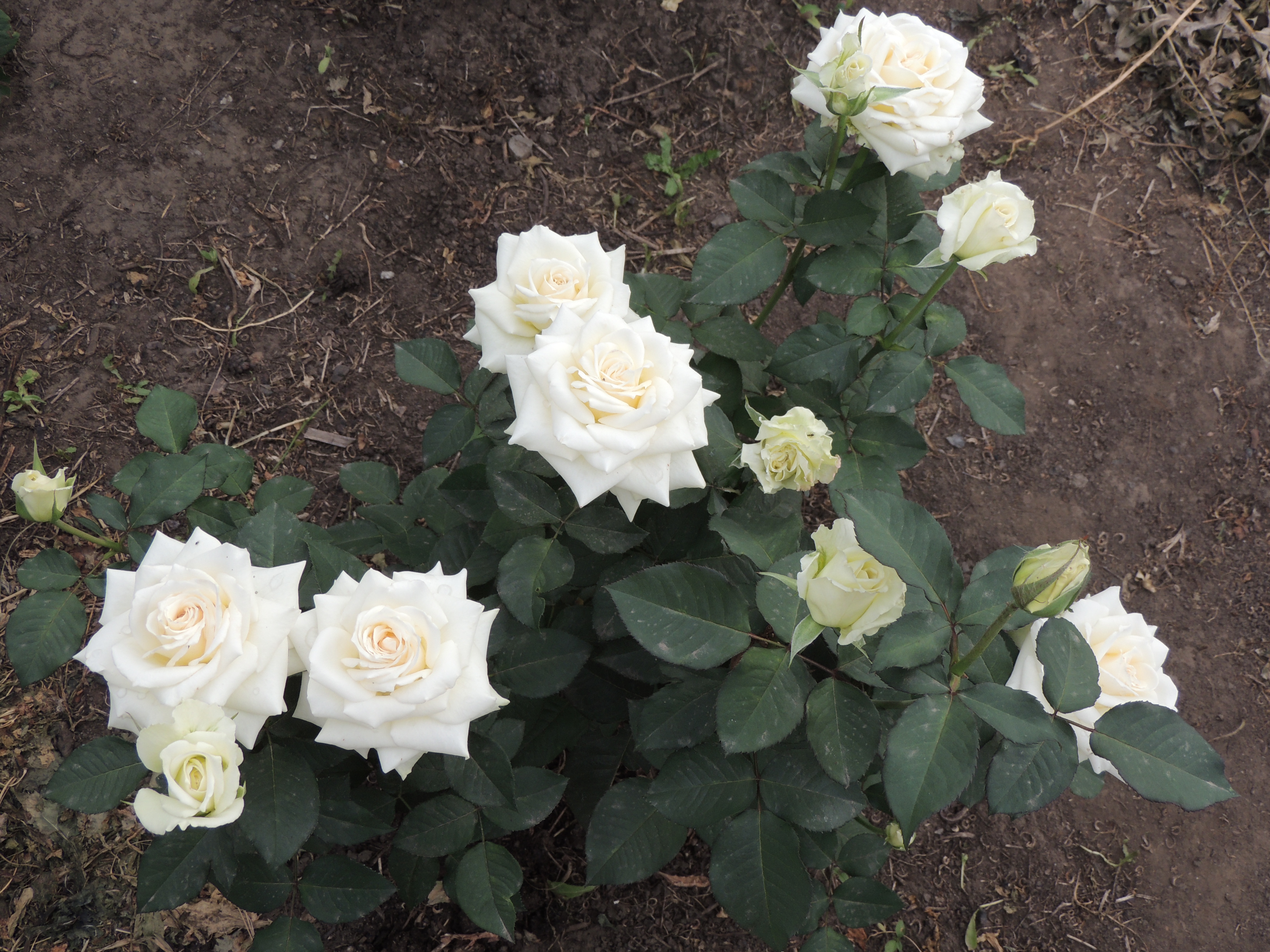 DSCN7927.JPG