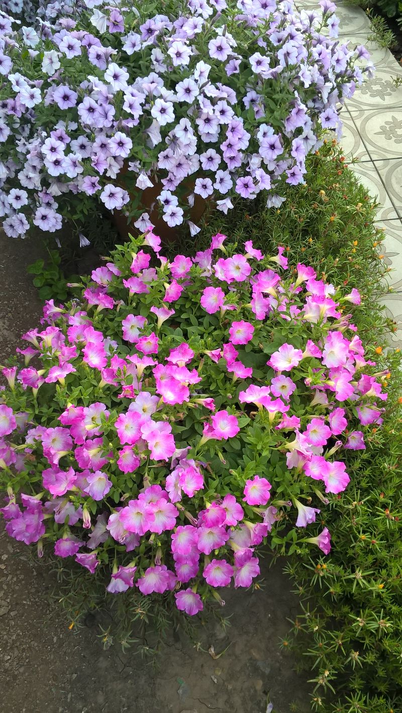 WP_20180728_07_25_58_Pro.jpg