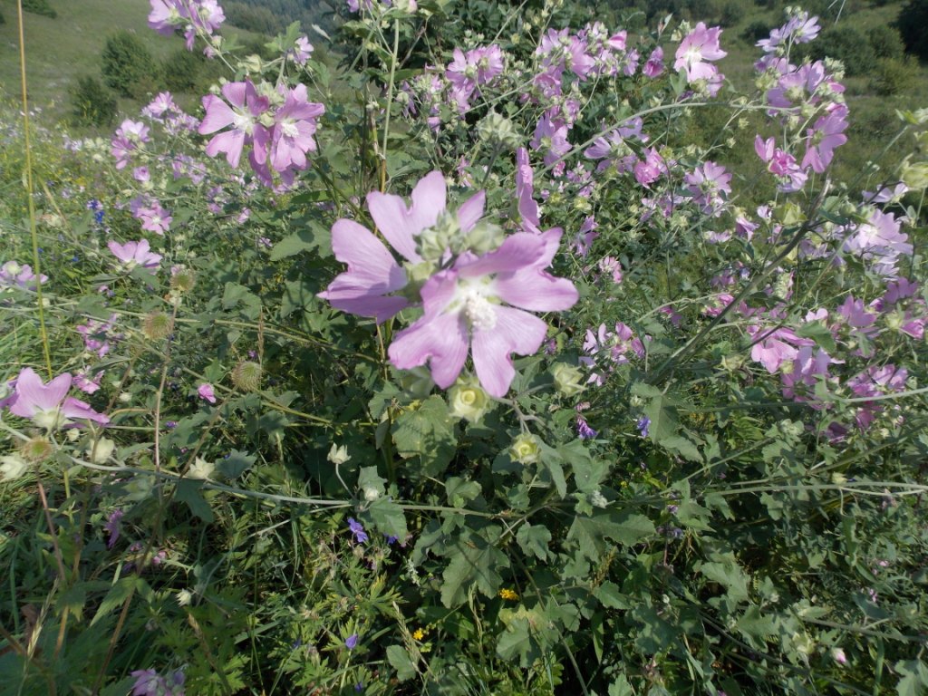 DSCN5480.JPG