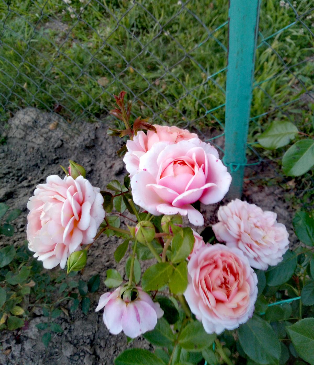 IMG_20200727_092718.jpg