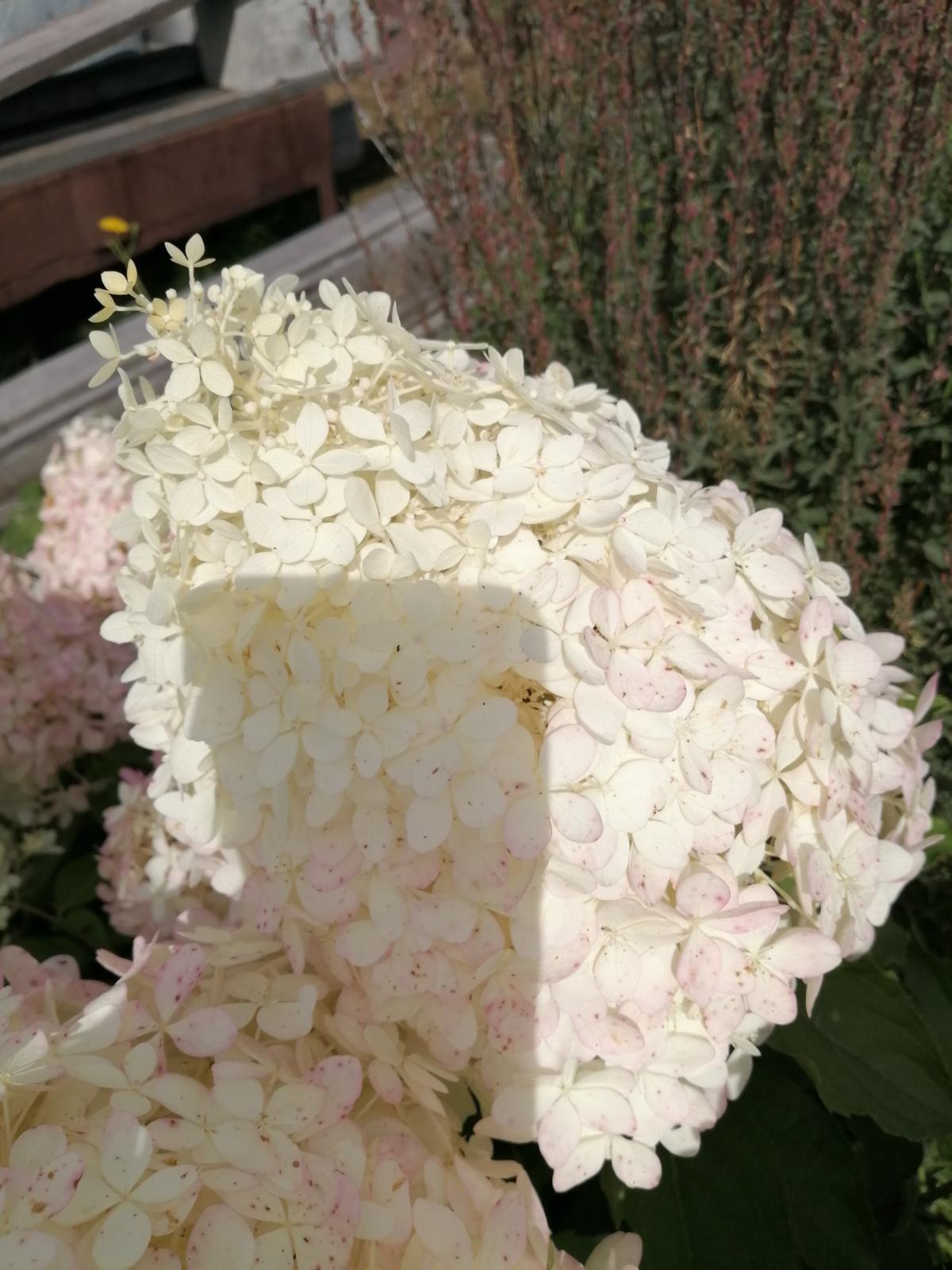 IMG_20200822_130516.jpg