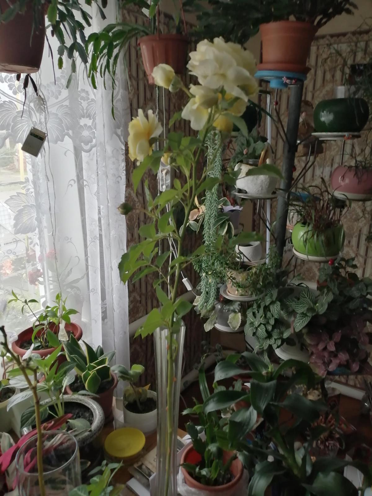 IMG_20230815_083238.jpg
