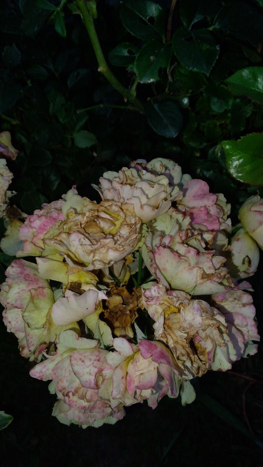 IMG_20250815_192414.jpg
