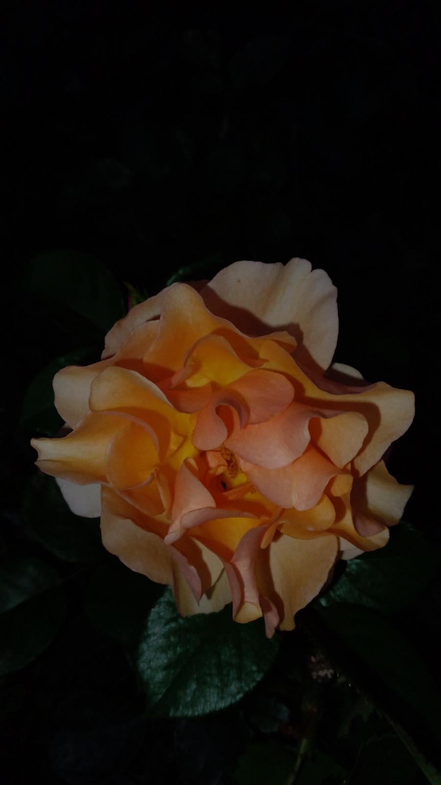IMG_20250815_192421.jpg
