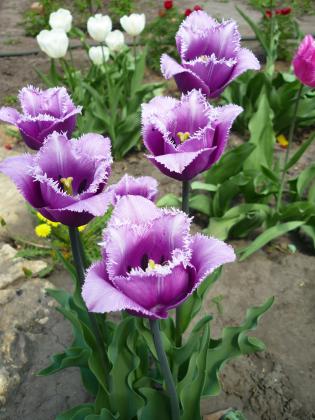 P1090017.JPG