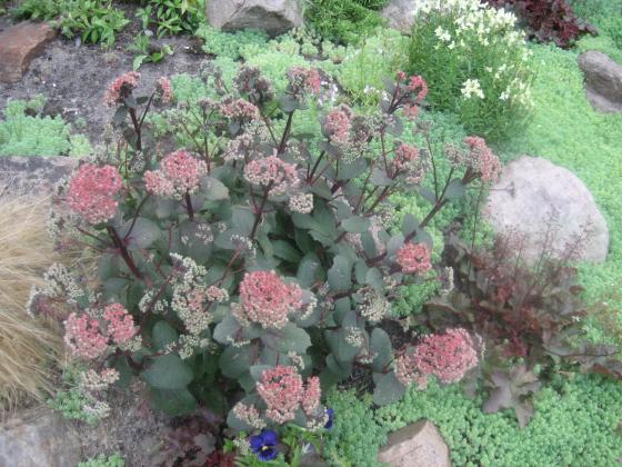 низкорослый очиток Ред Каули.JPG