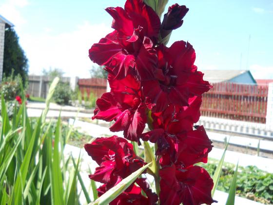DSCN2536.JPG