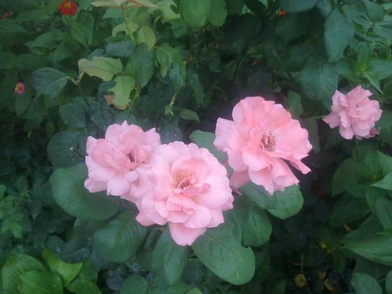 28072012330.jpg