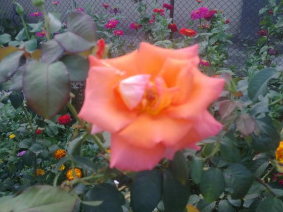 27092012451.jpg