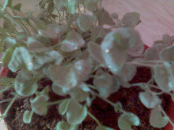 090427_084121.jpg