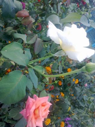 27092012448.jpg