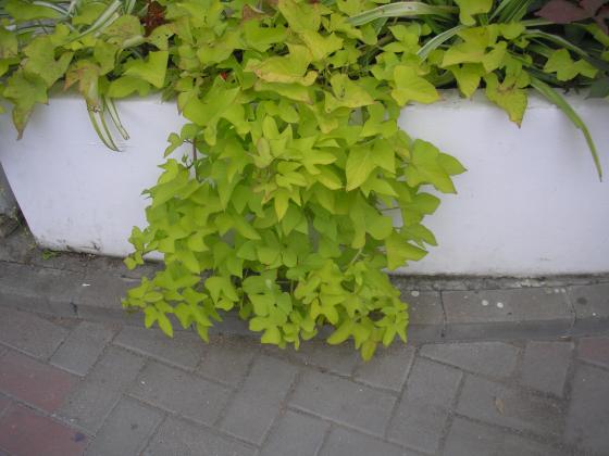 P1010044.JPG